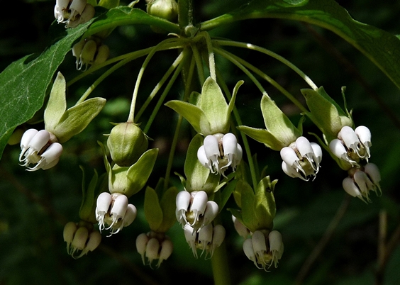 {Asclepias exaltata}